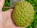 Richard Howard DSC00554-2007-durianfruit.jpg