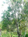 Richard Howard DSC00566-2007-tree.jpg