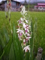 Tianyake Orchid01.jpg