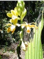 Richard Howard DSC00399-2007-orchid.jpg